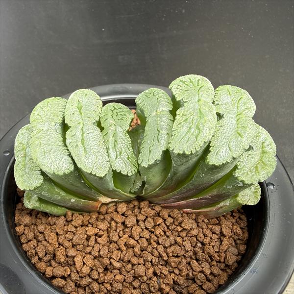 Rakuten - 多肉植物：ハオルチア　玉扇　T51*幅9cm　　現品！一品限り