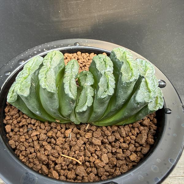 Other Succulents - ☆特価☆多肉植物：ハオルチア　玉扇　永岡氏×R-2*幅8cm 現品！一品限り