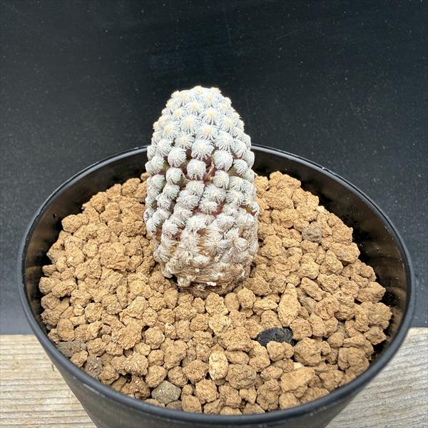 サボテン：マミラリア テレサエ カキコ*幅2.5cm