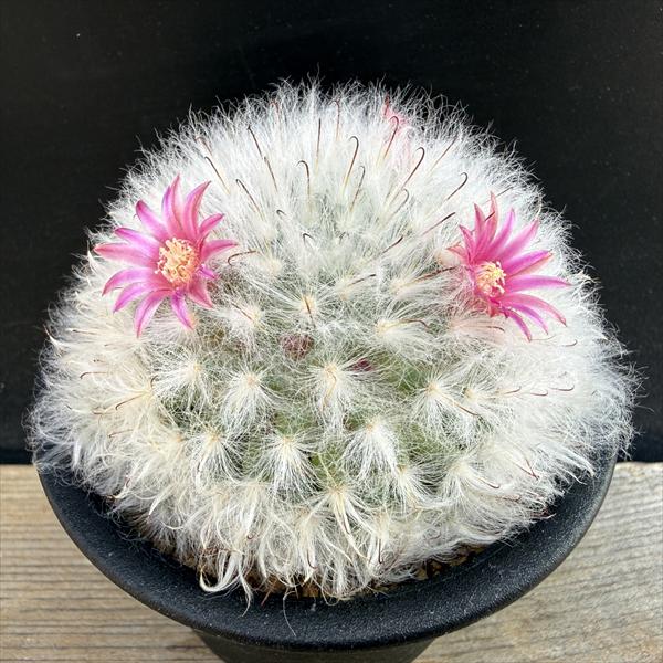 商品説明 高砂は、メキシコの乾燥地に自生するサボテンの仲間で、羽毛のようなとげに覆われます。 モコモコふわふわの白いとげは思わずなでたくなってしまうほど！ 科目：サボテン科 　マミラリア属　　原産地：メキシコ 撮影：2026年3月1日 ※数量ものの為、写真と若干形状が異なる場合がございます。 サイズ 本体幅：約8cm　 樹高：約5cm　 鉢径：9cm 育て方について ・置き場所 年間を通して日光のあたる明るい場所で管理します。日照が不足すると徒長しますので、たくさん日に当ててあげましょう。また、寒さはある程度強いですが、冬場は室内に保護しましょう。 ・水やり 水かけは、土が乾いたらたっぷり与えます。過湿に弱いため、水はけのよい用土に植えましょう。夏は6日に1度。春・秋には10日に1度が目安です。冬場は乾かし気味に管理します。 ・肥料 あまり必要ありません。 ☆育て方説明書をご希望の方は、備考欄にお書きください。ご購入後、お手入れ方法を知りたい方は、メール・電話等でお問い合わせ下さい。 購入後の植替について当園のサボテン・多肉植物は、おおむねハウス栽培されています。お買い上げ後すぐにお好みの鉢に植え替えしたいご希望はよくわかるのですが、サボテンも多肉植物も、配送時と環境の変化でストレスを受けますので、お届け後すぐの植え替えは更なるストレスとなるため、行わないほうがよいです。半年〜1年は、お届けしたままの鉢のまま管理いただき、ご自宅の環境に慣らしていただくことをおすすめします。 配送 【配送業者】 ヤマト運輸【配送サービス名】宅急便