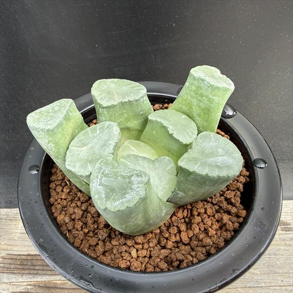 商品説明 ハオルシアの中でも、万象（まんぞう）は切りっぱなしたような半透明の「窓」をもち、「窓」部分がさまざまな模様になり独特の雰囲気になります。レンズは窓に模様の入らない万象です。無紋の大窓が丸くて大きいタイプです。 科目：ツルボラン科(...