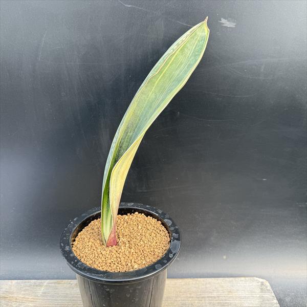 Rakuten - ☆特価☆多肉植物：サンスベリア　斑入マッソニアーナ*葉幅5cm　現品！一品限り