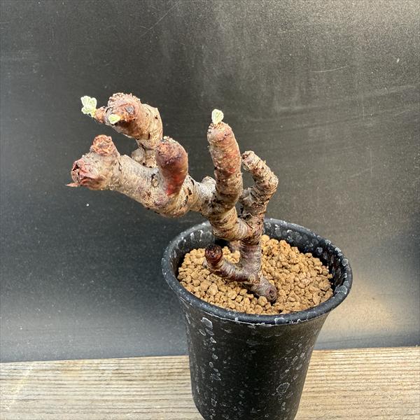 楽天市場】ミラビレの通販