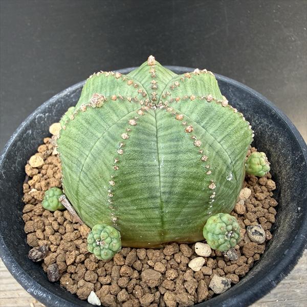 多肉植物：ユーフォルビア　子吹きシンメトリカ*幅5.5cm　現品！一品限り