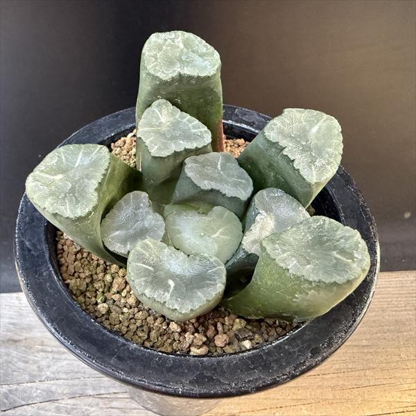 Other Succulents - ☆特価☆多肉植物：ハオルチア 万象　無紋レンズ窓　ムーンドロップス*幅9cm 現品！一品限り