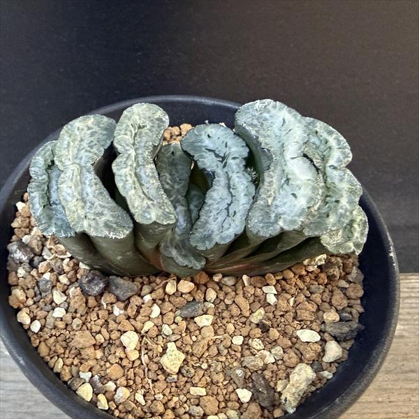 ☆特価☆多肉植物：ハオルチア 玉扇　緑門*幅6.5cm 現品！一品限り