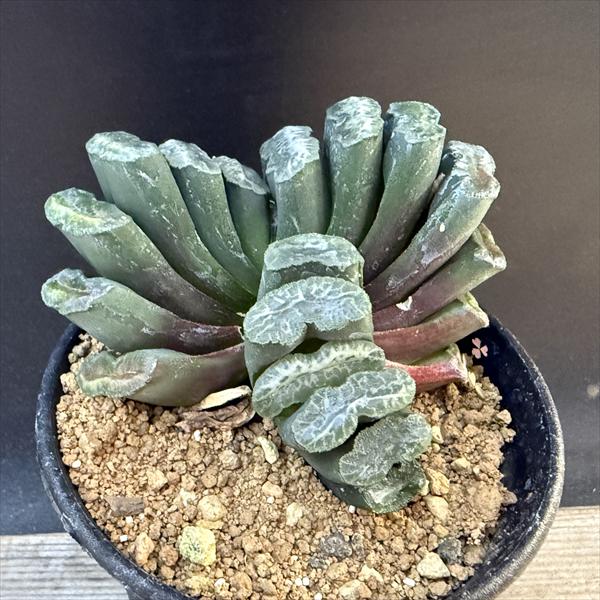 Rakuten - ☆特価☆多肉植物：ハオルチア 玉扇　舟橋*幅8.5cm 現品！一品限り