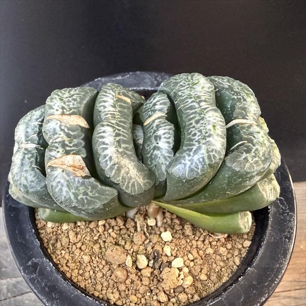 ☆特価☆多肉植物：ハオルチア 玉扇　ラベル落ち*幅10cm 現品！一品限り