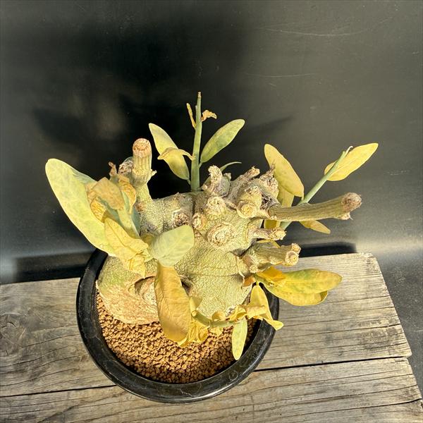 ☆特価☆コーデックス：アデニア　ペチュエリー　発根済*全幅10cm　現品！一品限り