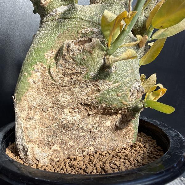 ☆特価☆コーデックス：アデニア　ペチュエリー　発根済*全幅10cm　現品！一品限り