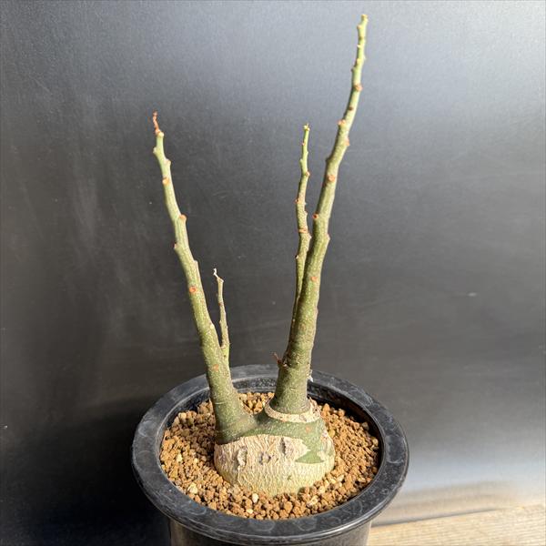 楽天市場】アデニア グラウカの通販