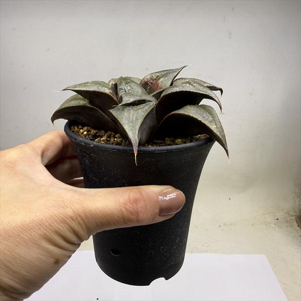 ¿����ʪ���ϥ������ �Хǥ��� Y����� No.37*��10cm�����ʡ����ʸ¤�