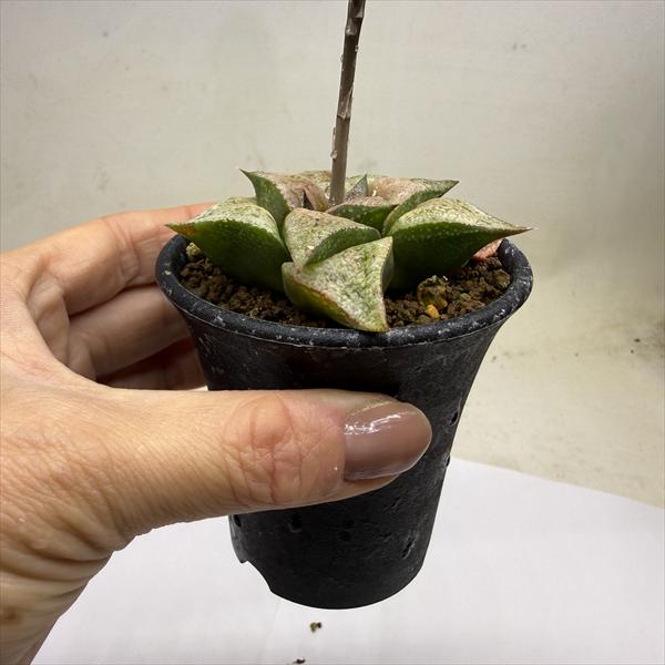 多肉植物：ハオルチア 特大型白銀ピクタ*幅7cm　現品！一品限り