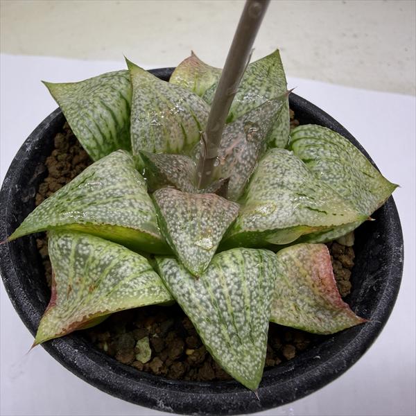 Rakuten - 多肉植物：ハオルチア 特大型白銀ピクタ*幅7cm　現品！一品限り