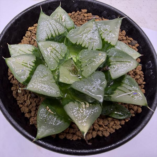 多肉植物：ハオルチア アトロフスカ錦*幅8cm　現品！一品限り