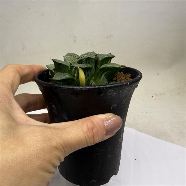 多肉植物：ハオルチア アトロフスカ錦*幅8cm　現品！一品限り