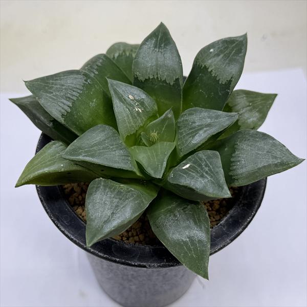 Rakuten - 多肉植物：ハオルチア N23-3 コンコレ*幅14cm　現品！一品限り