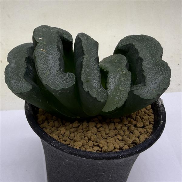 楽天市場】ハオルチア 玉扇（花・観葉植物｜花・ガーデン・DIY）の通販