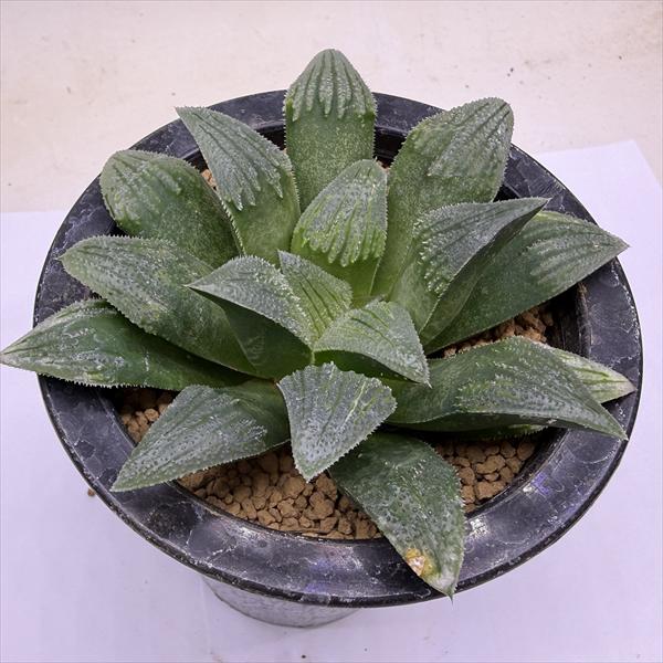 Rakuten - 多肉植物：ハオルチア 毛蟹×マジョール　暗黒王（赤紫肌）*幅12cm　現品！一品限り