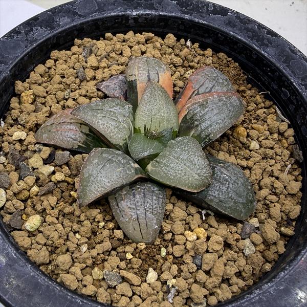 多肉植物：ハオルチア　スプリング交配種錦　紫麗錦*幅6.5cm　現品！一品限り
