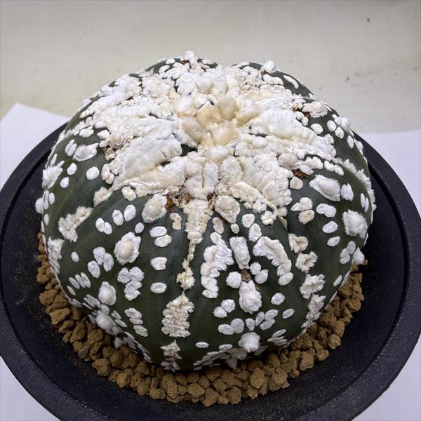 楽天市場】スーパー兜の通販