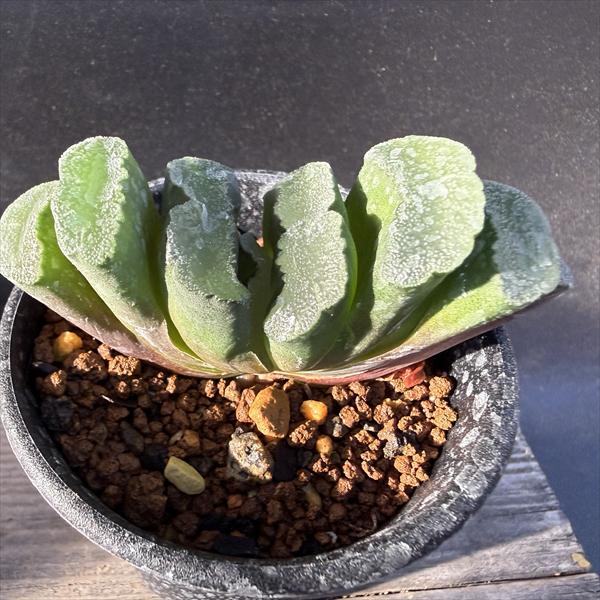 多肉植物：ハオルチア　玉扇　N1*幅7.5cm　現品！一品限り