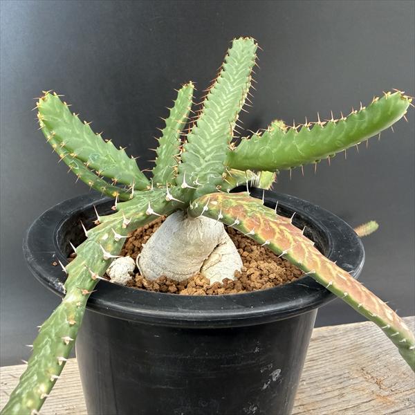 楽天市場】飛竜 ユーフォルビアの通販