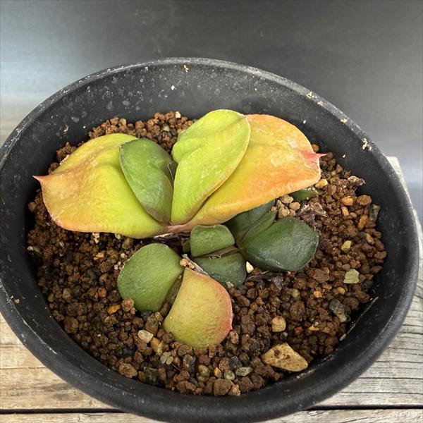 多肉植物：ガステリア　臥牛*幅7cm　現品！一品限り