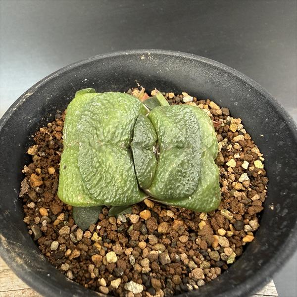多肉植物：ガステリア　臥牛*幅5cm　現品！一品限り