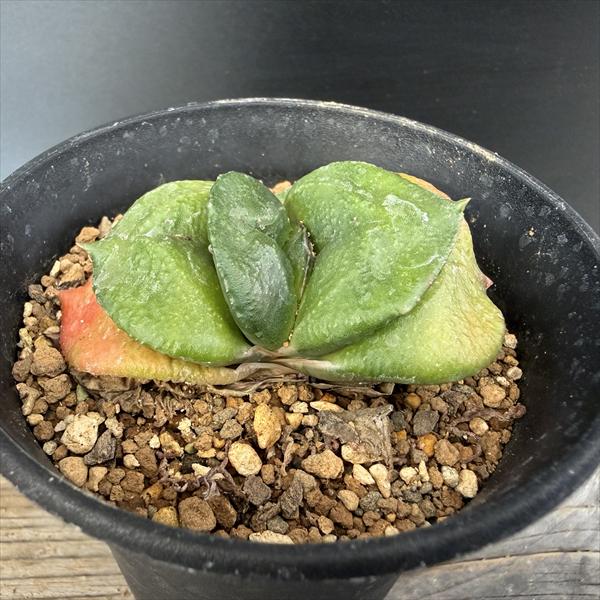 Rakuten - 多肉植物：ガステリア　臥牛*幅6.5cm　現品！一品限り