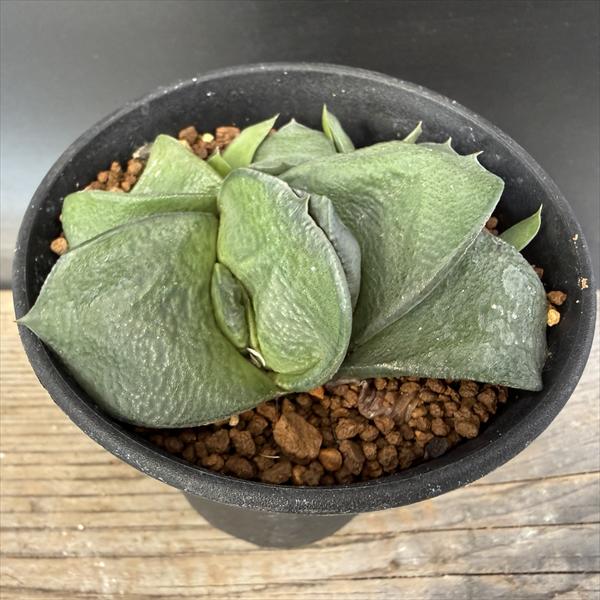 Rakuten - 多肉植物：ガステリア　臥牛*幅7cm　現品！一品限り　現品！一品限り