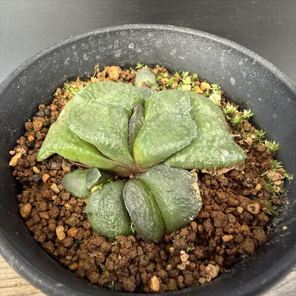 商品説明 分厚い葉を重ねるガステリア 臥牛。ざらっとした葉を対に展開させます。幅広厚葉でむっちりした葉姿がかわいらしいです。 科目：ツルボラン科(ユリ科)　 ガステリア属 　原産地：南アフリカ 撮影：2026年1月29日 ＊写真の現品をお届...