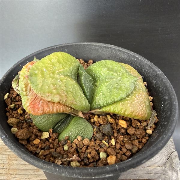 楽天市場】ガステリア（観葉植物｜花・観葉植物）：花・ガーデン・DIY