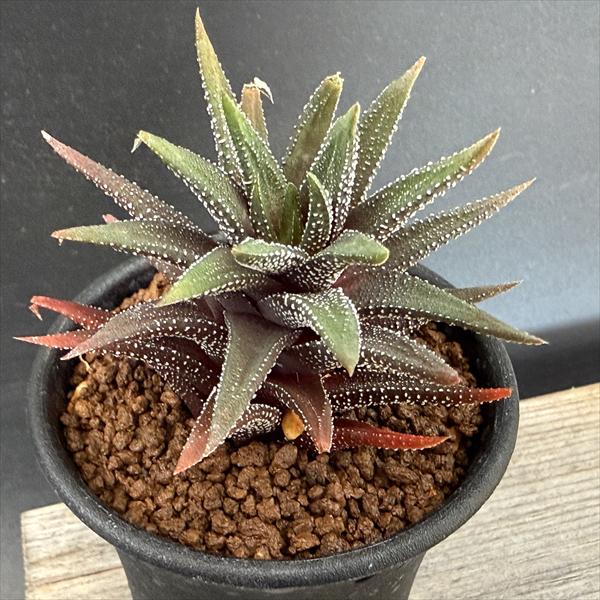 Other Succulents - 多肉植物：ハオルチア　ラインワルジー*幅7cm