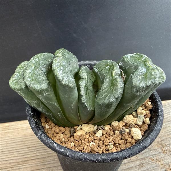 Other - 多肉植物：ハオルチア　玉扇　HM*幅7.5cm　現品！一品限り