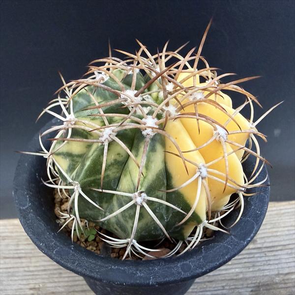 楽天市場】斑入り サボテンの通販