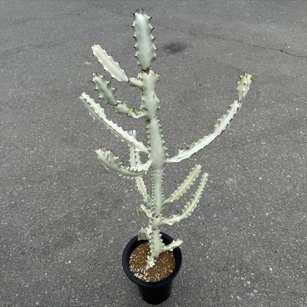 商品説明 ホワイトチョコレートをコーティングしたような、 とっても美味しそうな見た目のユーホルビアです。 独特の見た目と形から、インテリアプランツとしても人気の高い希少種です。　 科目：トウダイグサ科　ユーフォルビア属　原産地：南アフリカ　...