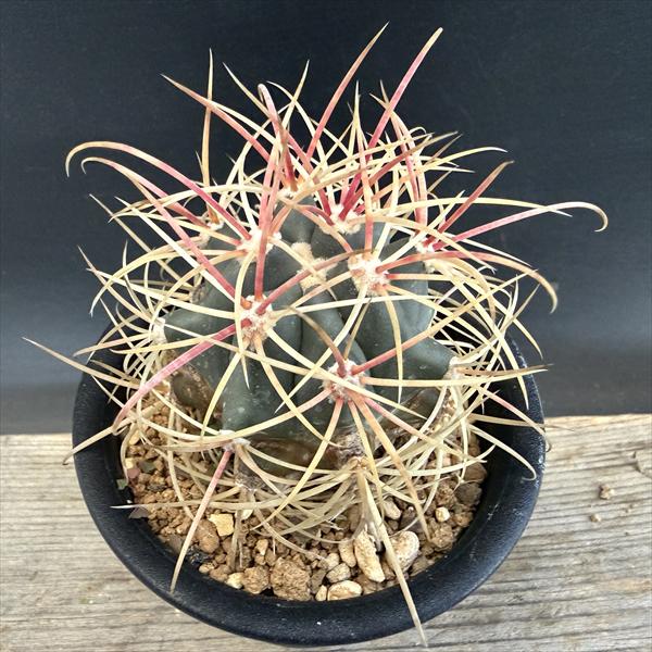 楽天市場】フェロカクタスの通販