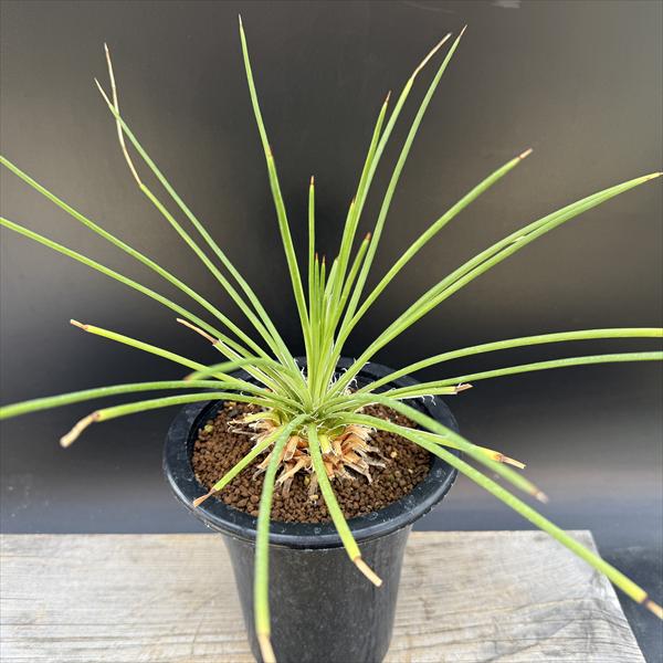 楽天市場】アガベ ジェミニフローラの通販