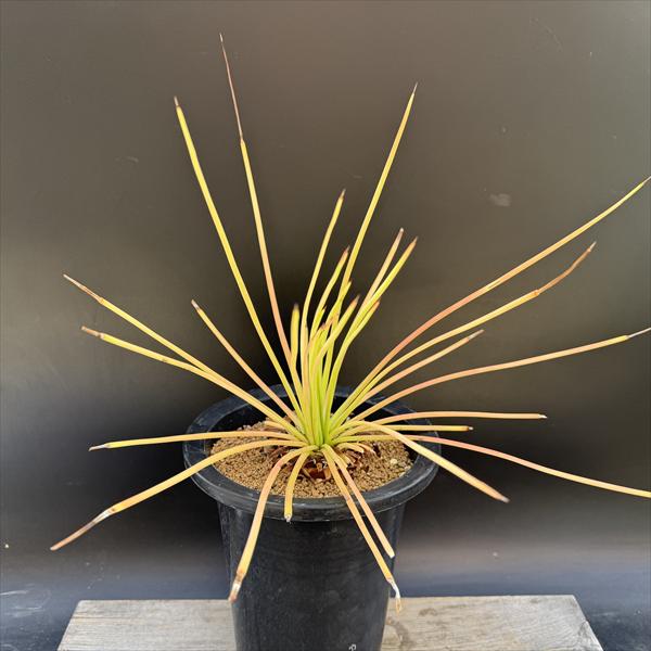 楽天市場】アガベ ジェミニフローラ（花・ガーデン・DIY）の通販