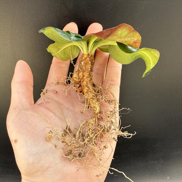 ユーフォルビア・エクロニー