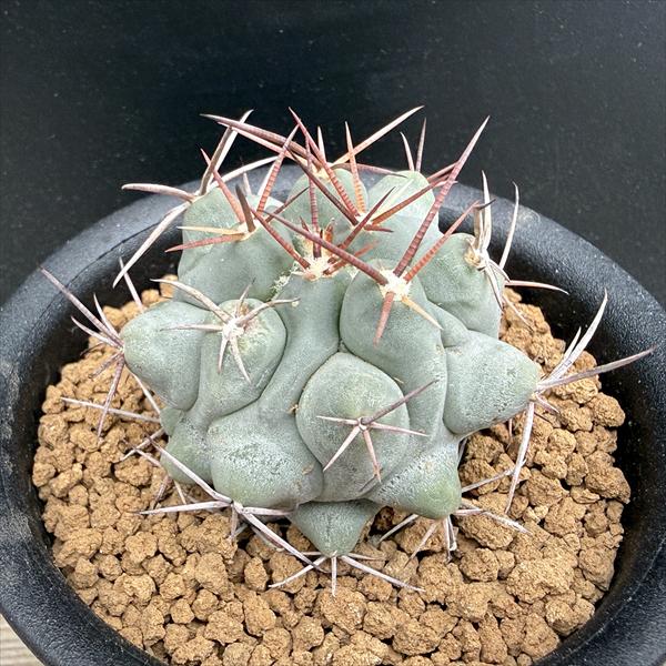 Rakuten - サボテン：テロカクタス 鶴巣丸 実生*幅5cm