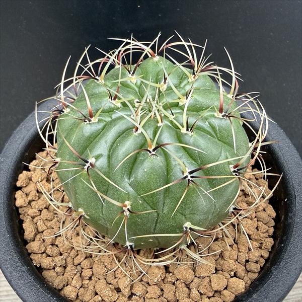 Gum Trees - サボテン：サブマツカナ 橙美仙　実生　L104*幅5cm