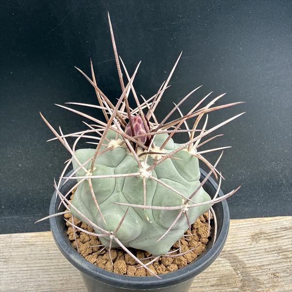 Rakuten - サボテン：テロカクタス 直刺緋冠竜　実生*幅6cm　現品！一品限り