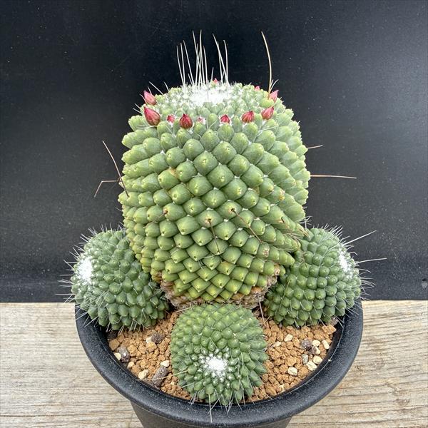 サボテン：マミラリア　刺なしピコ　実生*幅11cm　現品！一品限り