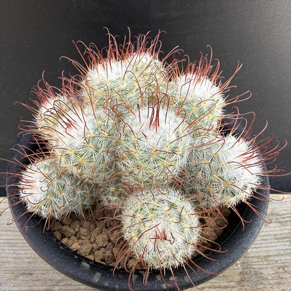 サボテン：マミラリア　豊明丸　実生*幅8.5cm