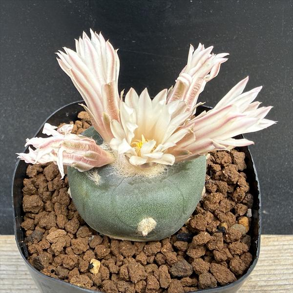 Rakuten - サボテン：ロフォフォラ　アルベルトボイテフィ　実生*幅4cm　現品！一品限り