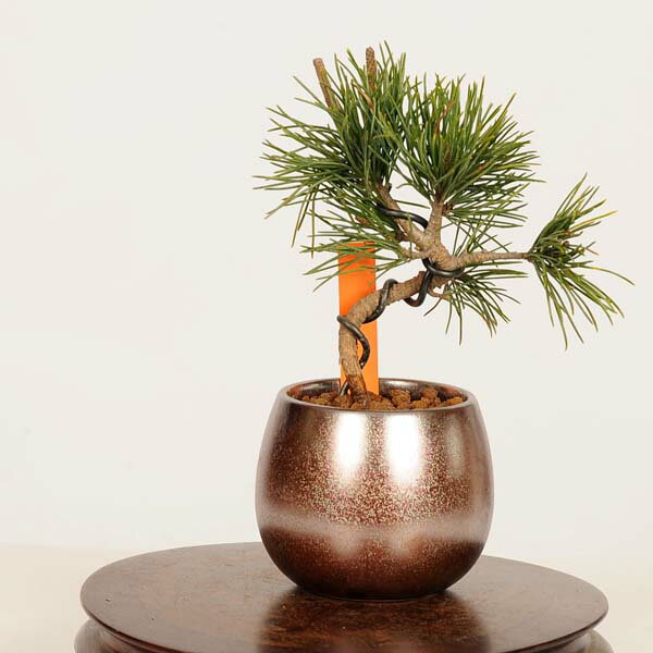 Rakuten - 盆栽：五葉松*　現品 一点物　ごようまつ　ゴヨウマツ　Goyoumatsu bonsai ミニ盆栽