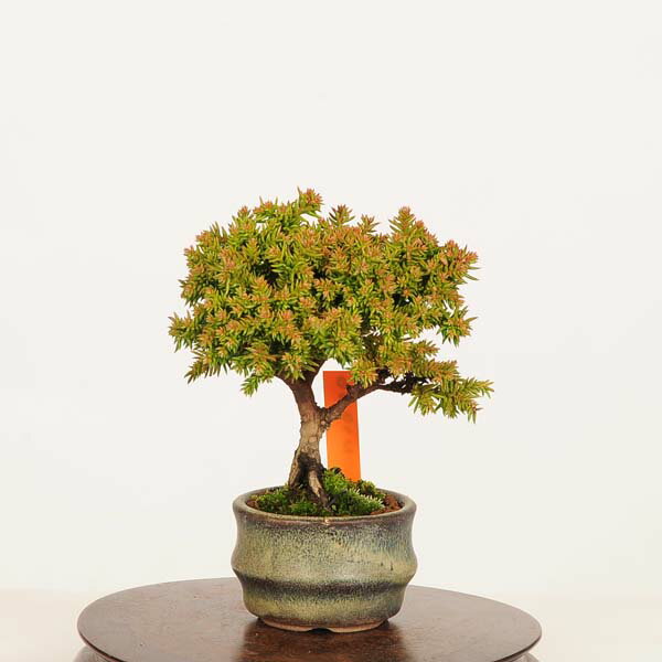 Rakuten - 盆栽：杉*現品 すぎ　スギ　Sugi bonsai ミニ盆栽