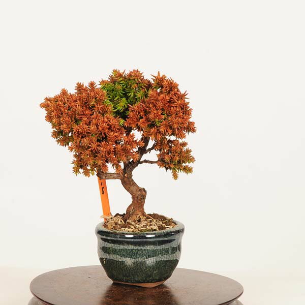 Rakuten - 盆栽：杉*現品 すぎ　スギ　Sugi bonsai ミニ盆栽
